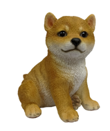 SoReal - Shiba