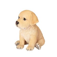 Load image into Gallery viewer, SoReal - Labrador
