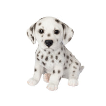 Load image into Gallery viewer, SoReal - Dalmatian
