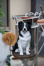 Load image into Gallery viewer, SoReal -  Sheepdog
