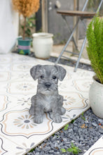 Load image into Gallery viewer, SoReal - Baby Schnauzer
