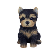 SoReal - Baby Yorkshire terrier