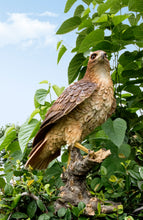 Load image into Gallery viewer, 87634 - Wild Hawk standing on branch Garden Statue

