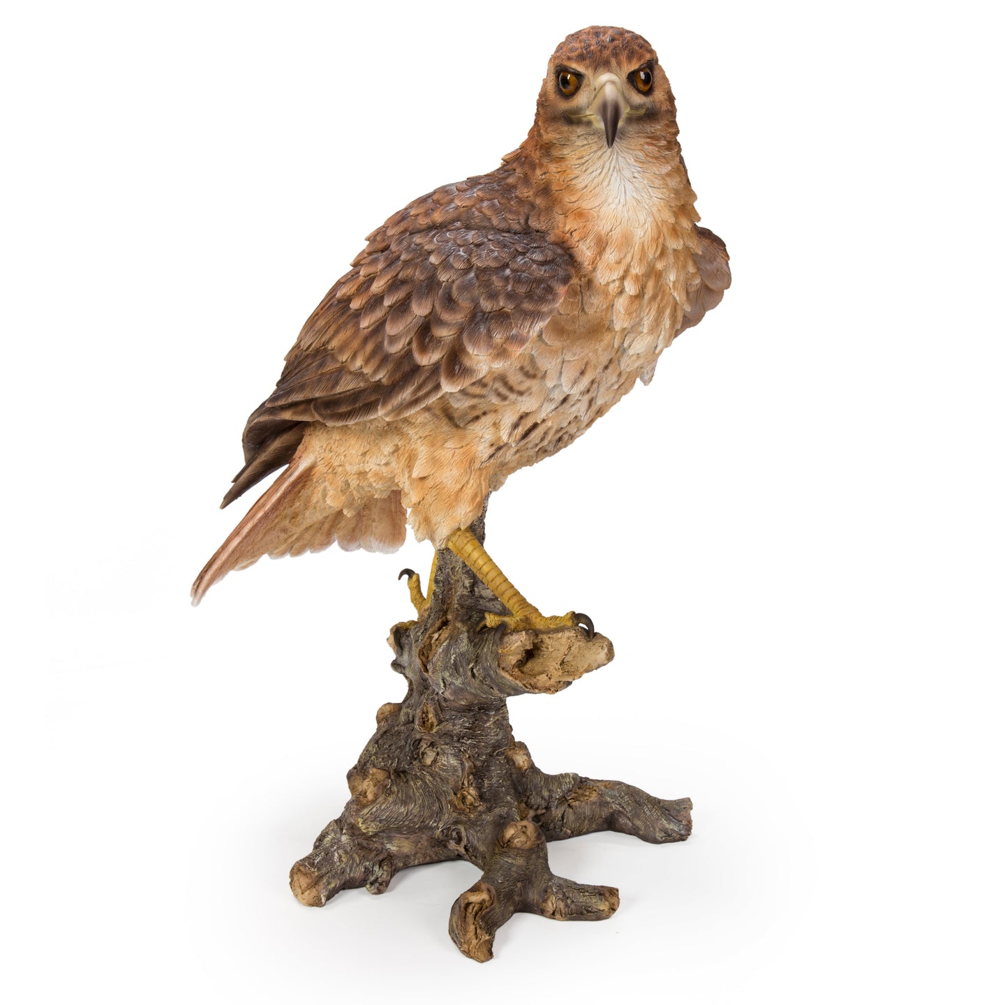 Red Tail hawk Standing on Branch