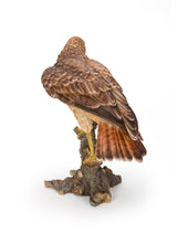Load image into Gallery viewer, Red Tail hawk Standing on Branch
