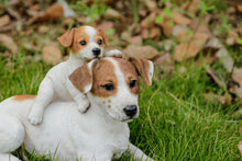 Load image into Gallery viewer, Mother &amp; Baby Jack Russell
