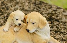 Load image into Gallery viewer, Mother &amp; Baby Labrador
