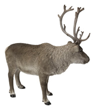 Load image into Gallery viewer, Reindeer Standing
