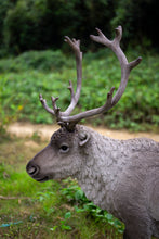 Load image into Gallery viewer, Reindeer Standing
