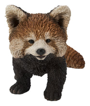 Load image into Gallery viewer, Red Panda Cub Walking
