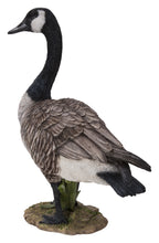 Load image into Gallery viewer, Standing Canada Goose Statue
