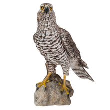 Load image into Gallery viewer, Northern Goshawk Standing On Rock Statue
