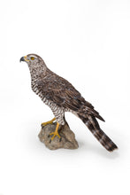 Load image into Gallery viewer, Northern Goshawk Standing On Rock Statue
