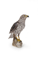 Load image into Gallery viewer, Northern Goshawk Standing On Rock Statue
