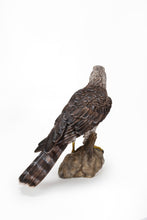 Load image into Gallery viewer, Northern Goshawk Standing On Rock Statue
