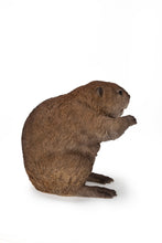 Load image into Gallery viewer, American Beaver Statue
