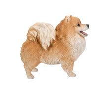 Load image into Gallery viewer, Medium Standing Pomeranian
