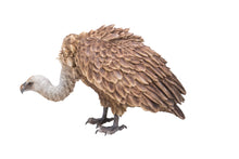Load image into Gallery viewer, Vulture
