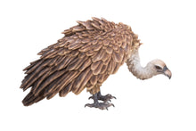 Load image into Gallery viewer, Vulture

