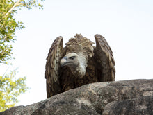 Load image into Gallery viewer, Vulture
