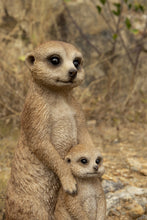 Load image into Gallery viewer, Small Mother &amp; Baby Meerkat
