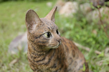 Load image into Gallery viewer, Sitting Bengal Cat
