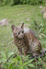 Load image into Gallery viewer, Sitting Bengal Cat
