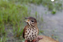Load image into Gallery viewer, Songbird Standing On Stump W/Sound Motion Sensor
