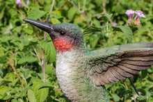 Load image into Gallery viewer, Motion Activated Singing Hummingbird On Foxglove

