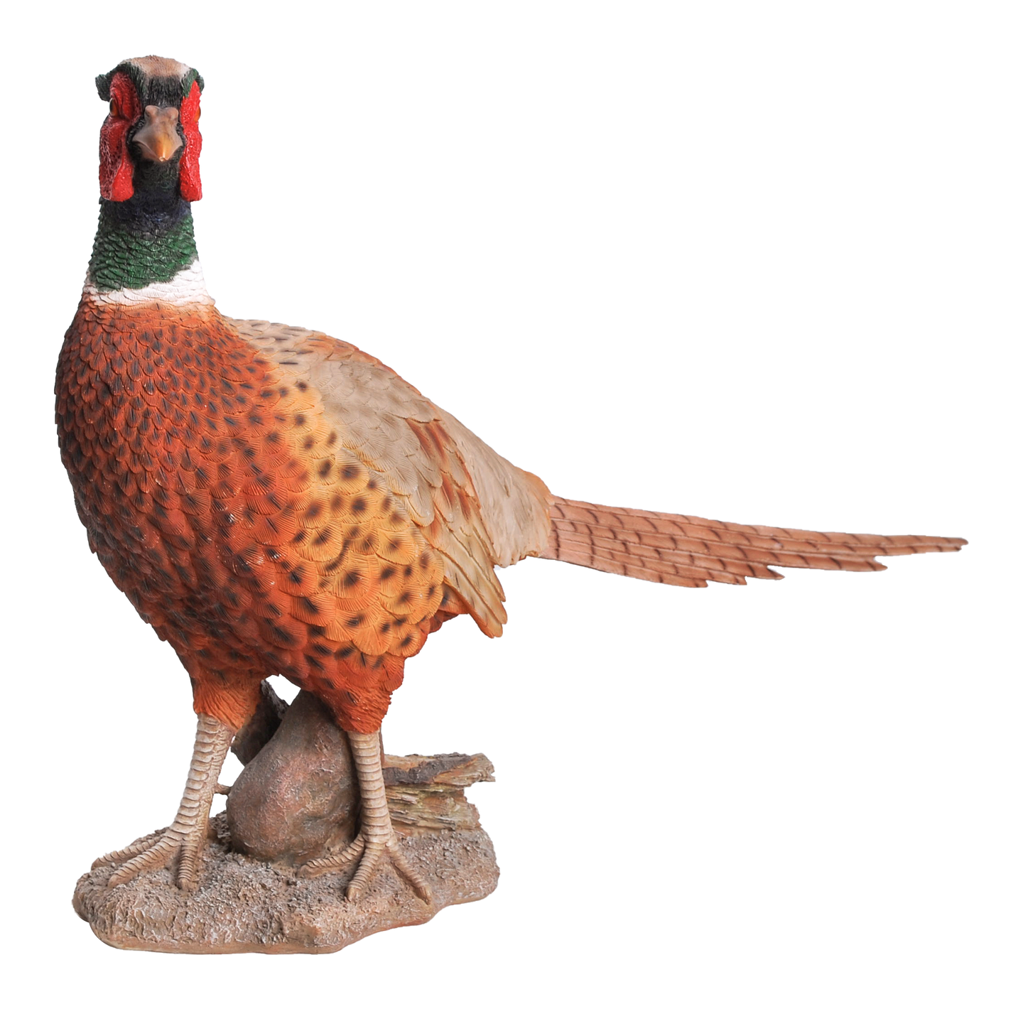 Standing Phesant