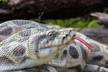 Load image into Gallery viewer, CurLED Up Python Statue
