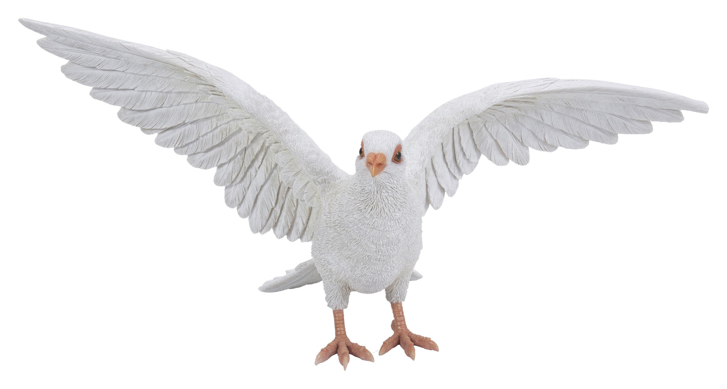 White Pigeon Spreads Wings