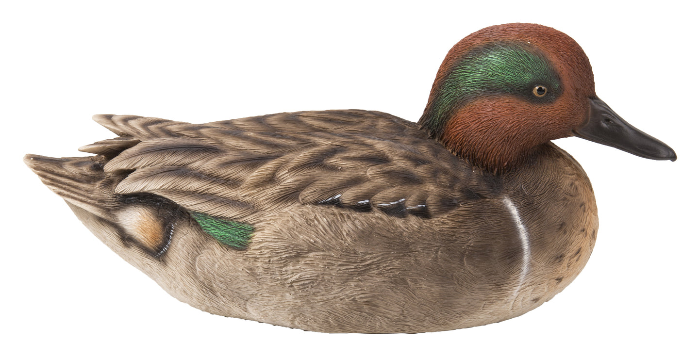 Large Mallard with Green Wing