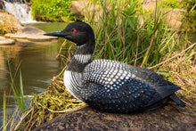 Load image into Gallery viewer, 87682-C - Sitting Common Loon Garden Statue
