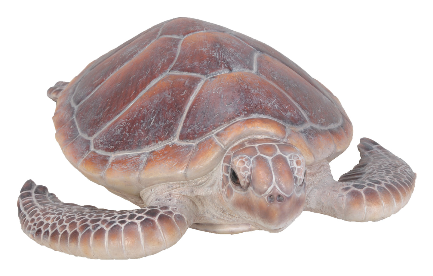 Large Sea Turtle