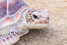 Load image into Gallery viewer, Large Sea Turtle
