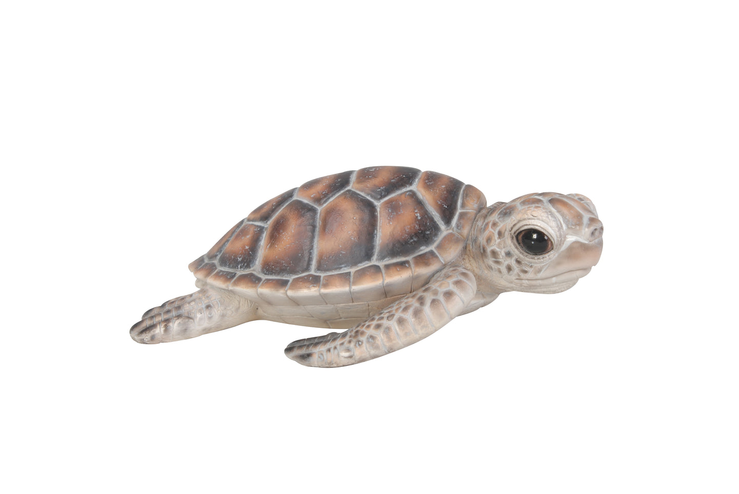 Small Sea Turtle