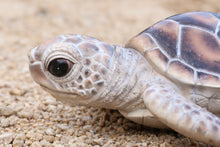 Load image into Gallery viewer, Small Sea Turtle
