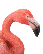 Load image into Gallery viewer, Flamingo Standing
