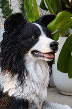 Load image into Gallery viewer, Lying Border Collie
