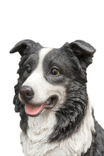 Load image into Gallery viewer, Border Collie Sitting
