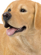 Load image into Gallery viewer, Yellow Labrador Retriever Lying Down
