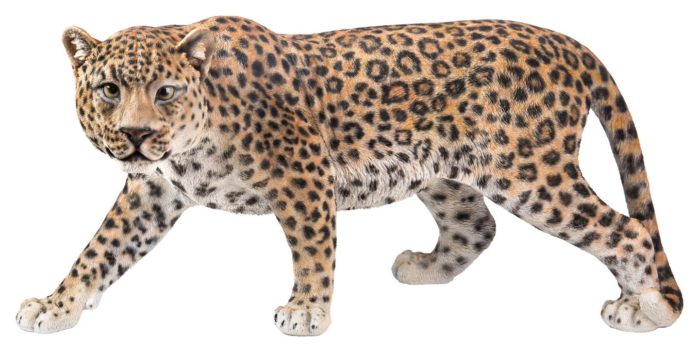 Leopard Stalking