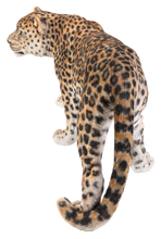 Load image into Gallery viewer, Leopard Stalking
