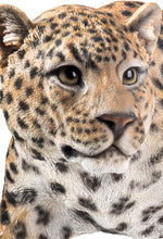 Load image into Gallery viewer, Leopard Stalking
