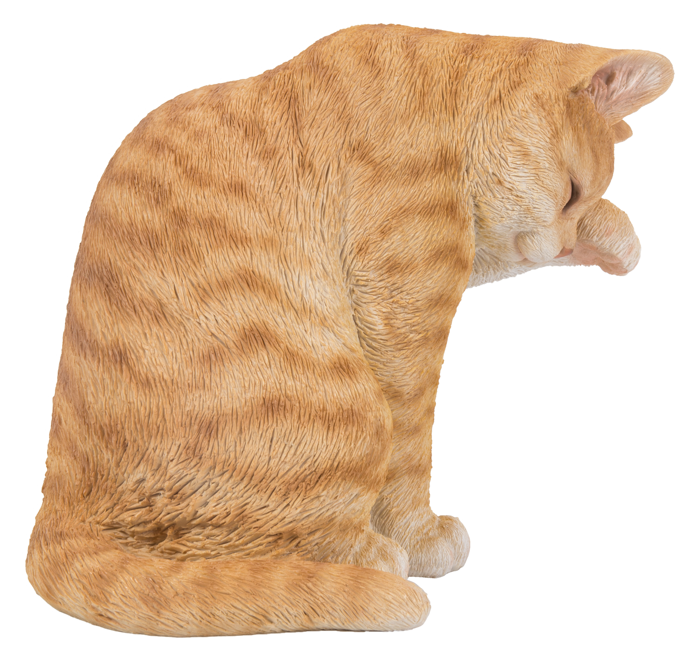 Orange Tabby Cat American Shorthair Washing