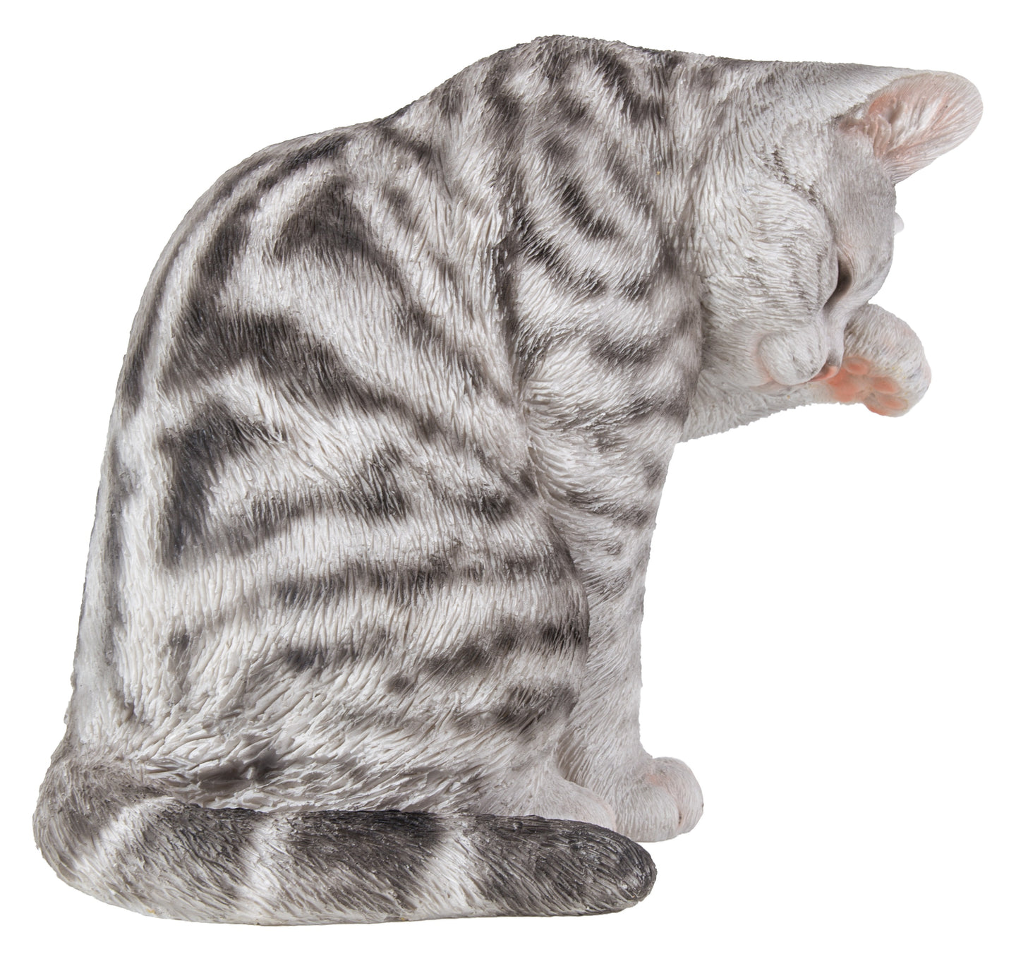 Grey Tabby Cat American Shorthair Washing