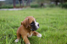 Load image into Gallery viewer, Boxer Puppy Playing Statue
