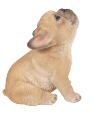Load image into Gallery viewer, French Bulldog Puppy Howling
