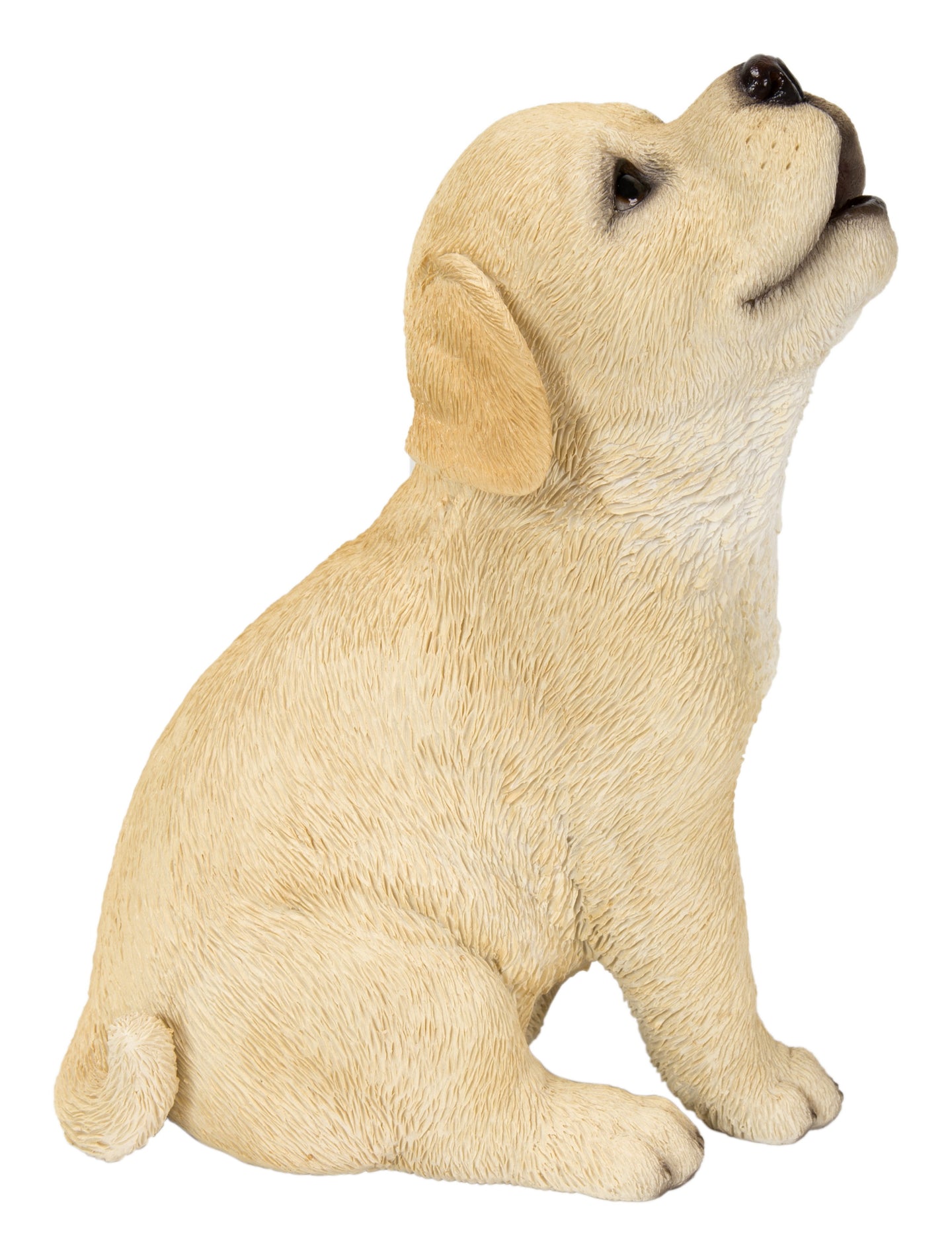 Yellow Labrador Puppy Howling